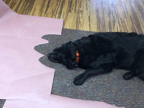 Cyrus JetCo Solutions Cyrus, The JetCo Office Dog, Laying On the Ground