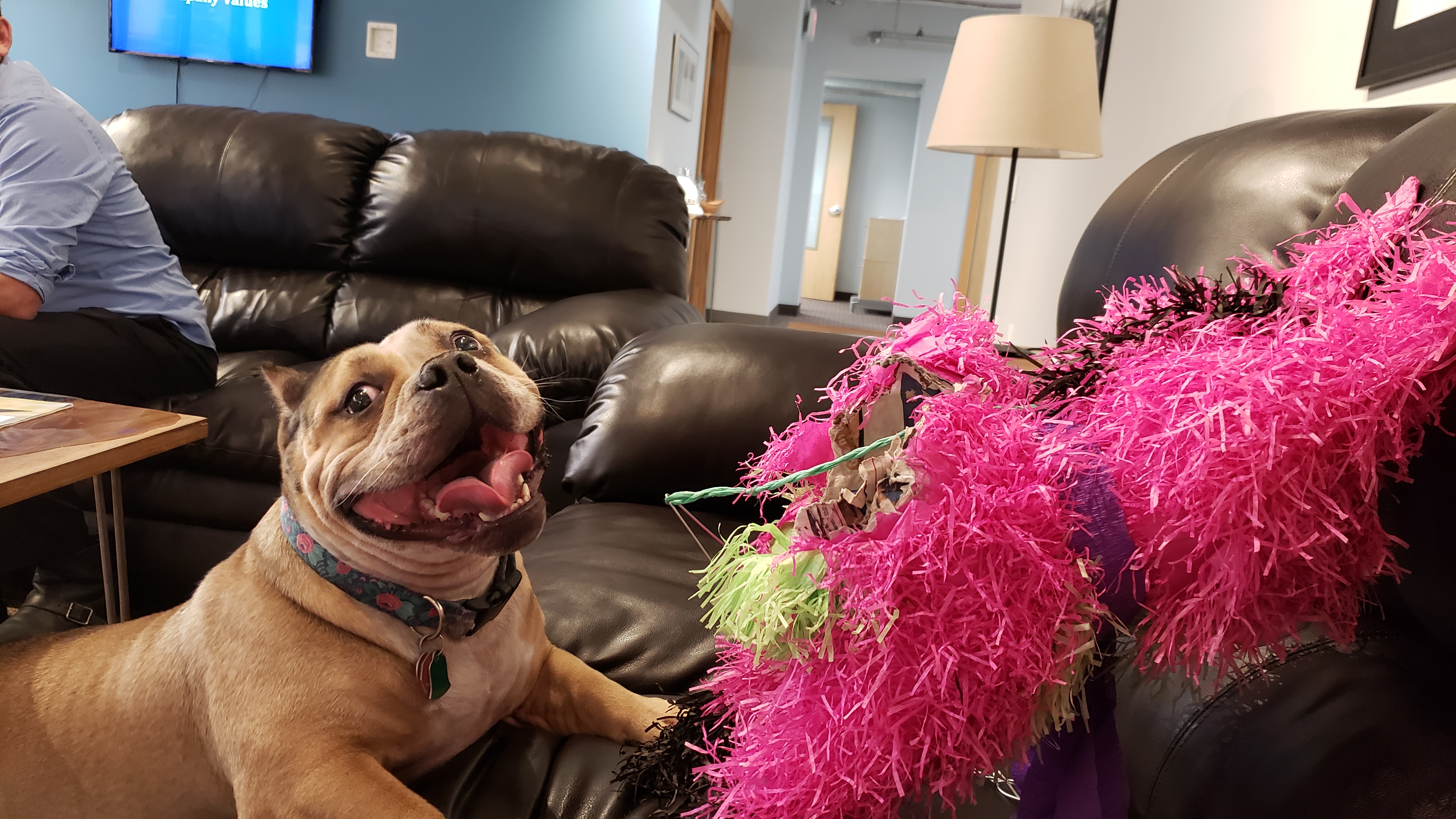 20191001_122140 Yami, the JetCo Office Dog, with a Pinata
