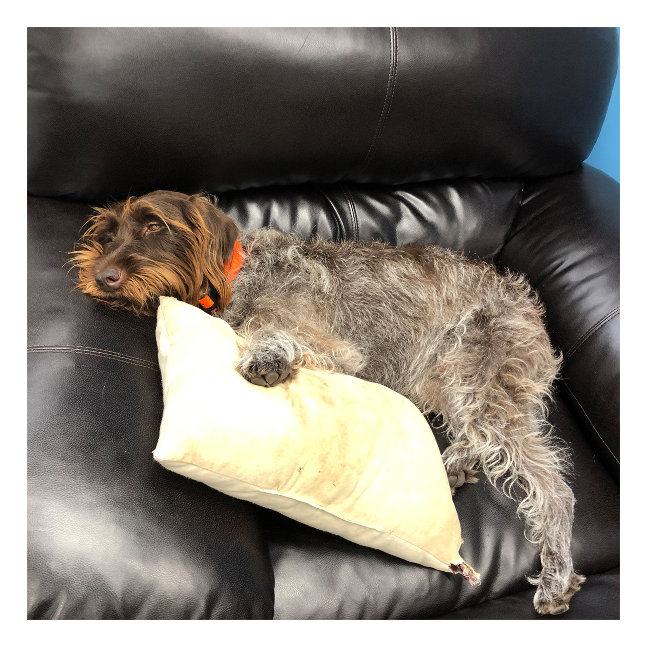Maddie with Pillow Maddie with Pillow
